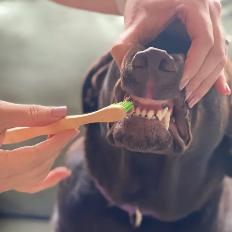 Canine Tooth Gel with Eco-Friendly Bamboo Toothbrush